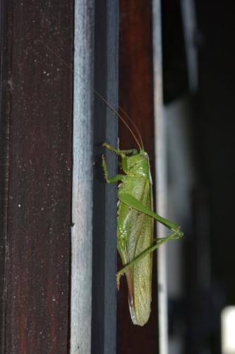 Tettigonia viridissima